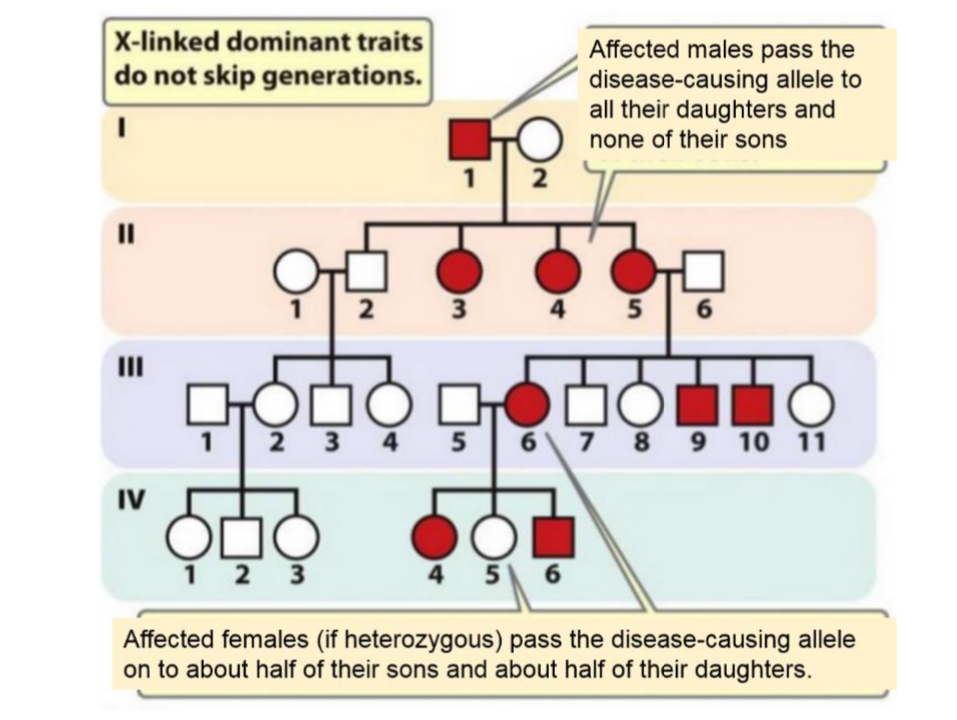 <ul><li><p>trait is determined by a sex-linked dominant allele</p></li><li><p>all daughters of an affected male individual are affected</p></li><li><p>affected male does not pass the disease to his sons, since sons receive Y chromosome from their father.</p></li></ul>