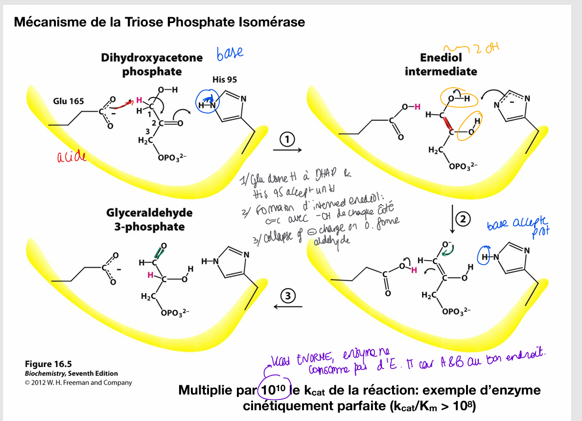 <ul><li><p>pense à mécanisme général d’isomérization. ici, le glu 165 est l’acide et his 95 est base</p></li><li><p></p></li></ul><p></p>
