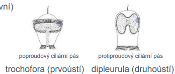 <p>trochofora a dipleurula</p>