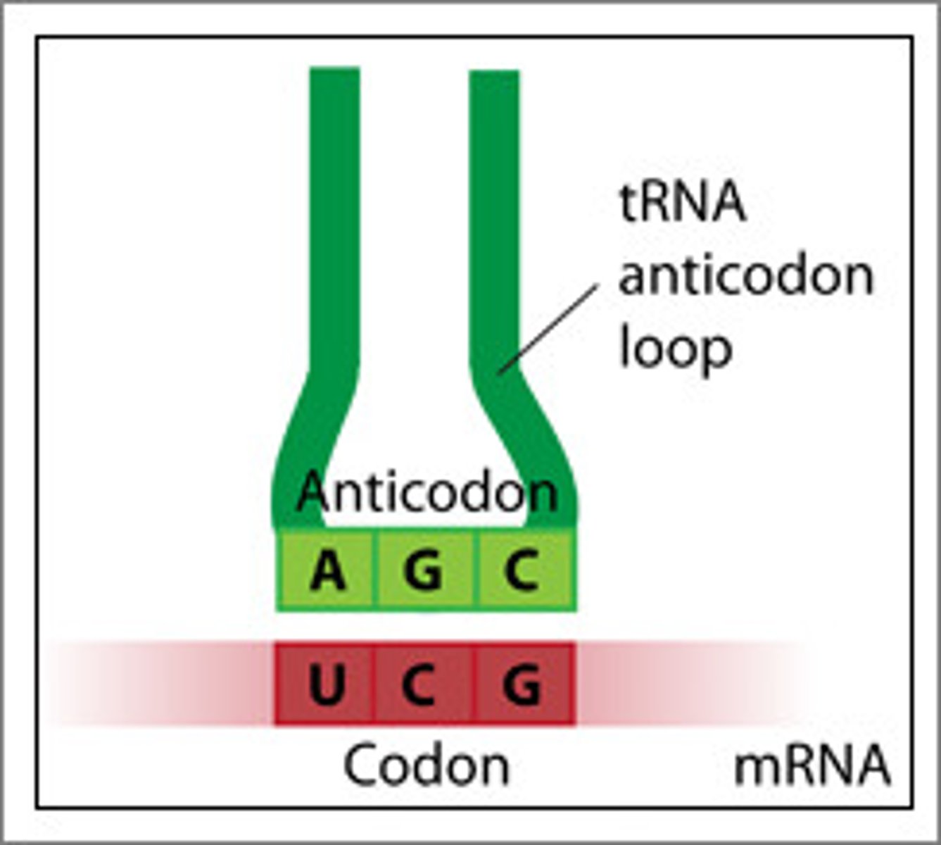 <p>A codon is composed of three nucleotides found on the mRNA that code for an amino acid.</p><p>An anticodon is part of transfer RNA (tRNA) that complements the mRNA, positioning the tRNA and its attached amino acid for addition to the polypeptide. tRNA are specific for each amino acid.</p>