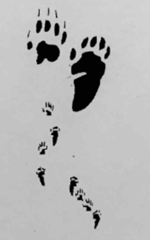 <p>What footprint is this?</p>