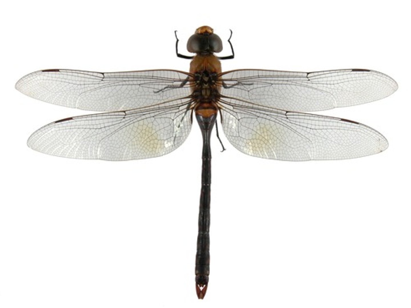 knowt flashcard image