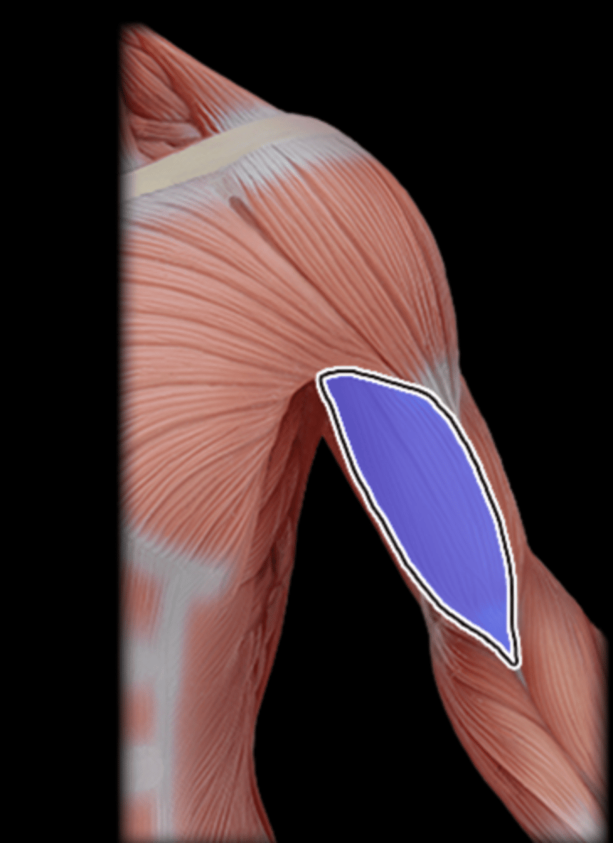 <p>What Muscle Is Highlighted?</p>