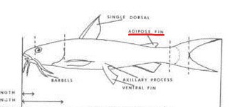 <p>Referring to fatty tissue. For example, adipose eyelid——a transparent covering over the eye of some fishes——-or adipose fin. </p>