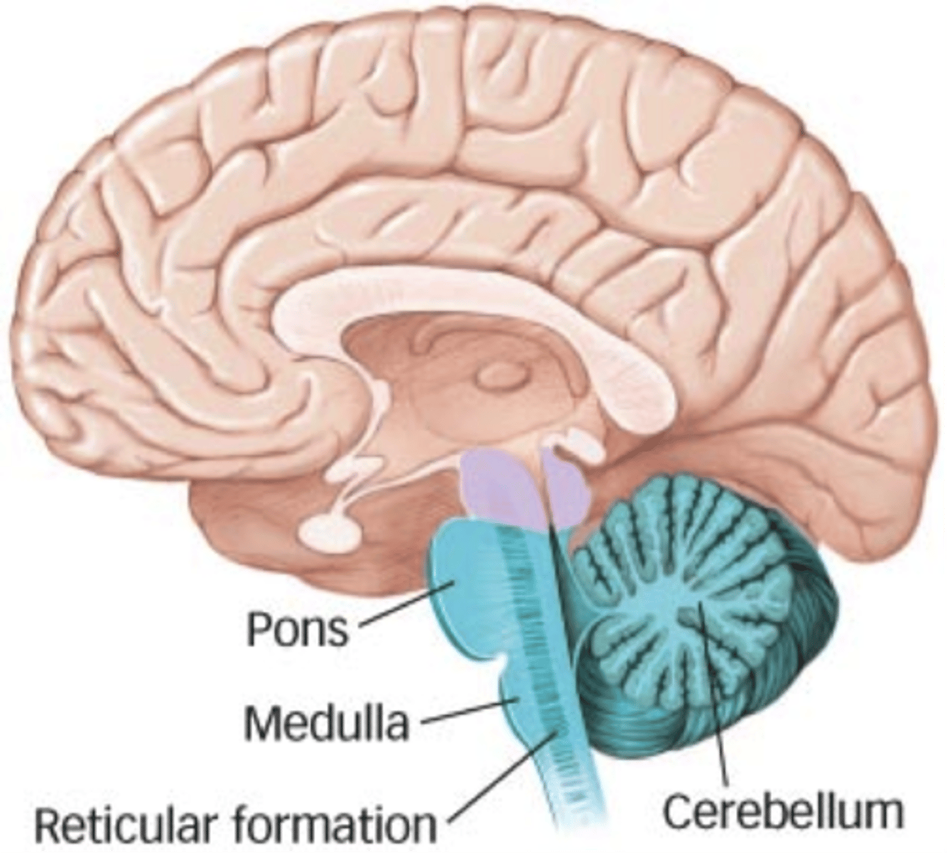 <p>an area of the brain containing the medulla, pons, and cerebellum; involved in regulating vital functions</p>