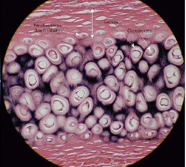 <p>Found on ribs attach to the sternum by elastic cartilage. Pinkish and the back fuzzies are the elastic cartilage (bruh) ex) Ear</p>
