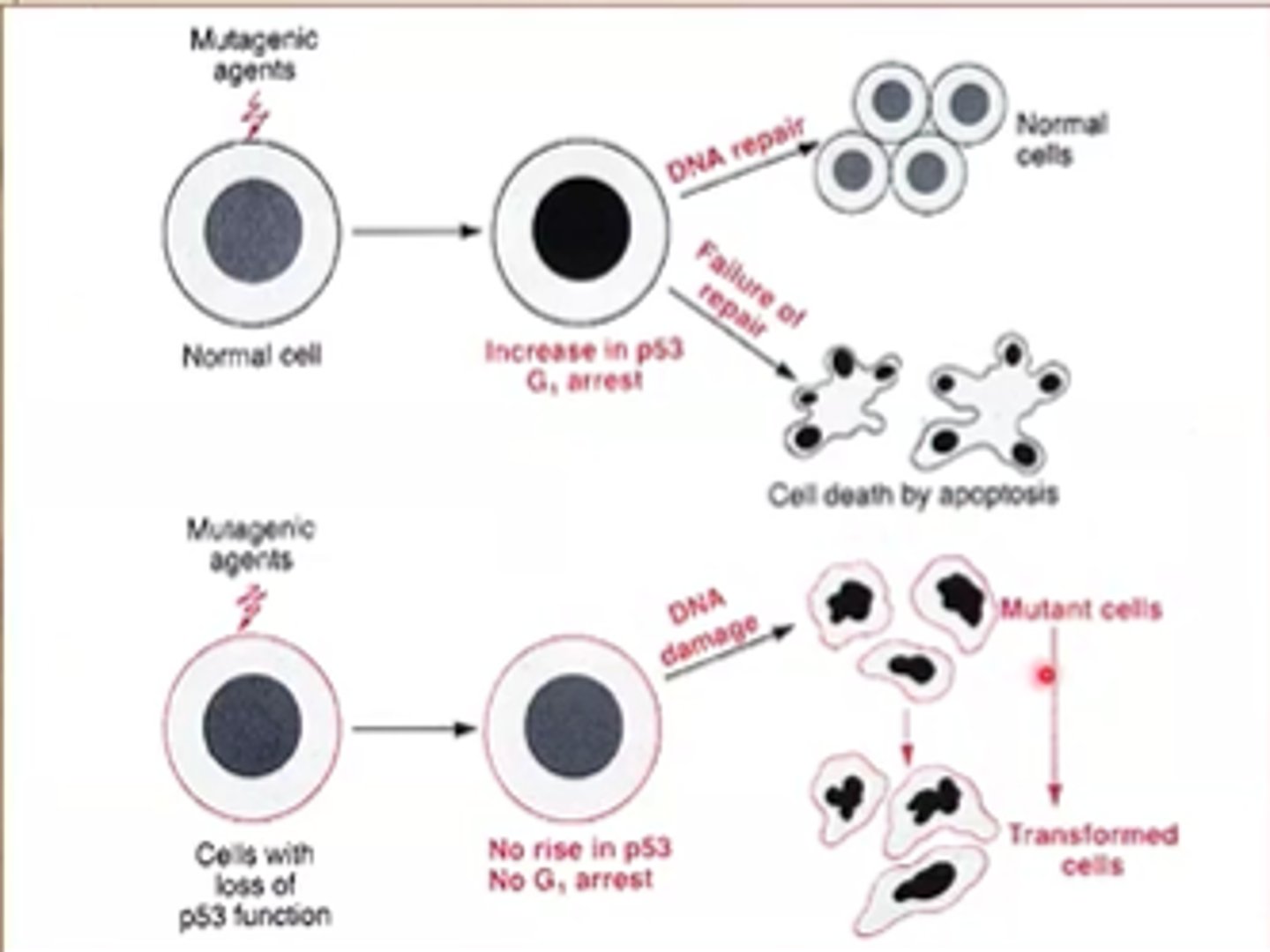 <p>- Induces apoptosis or initiates DNA repair</p><p>- cells with loss of p53 function are more susceptible to mutagenic agents</p>