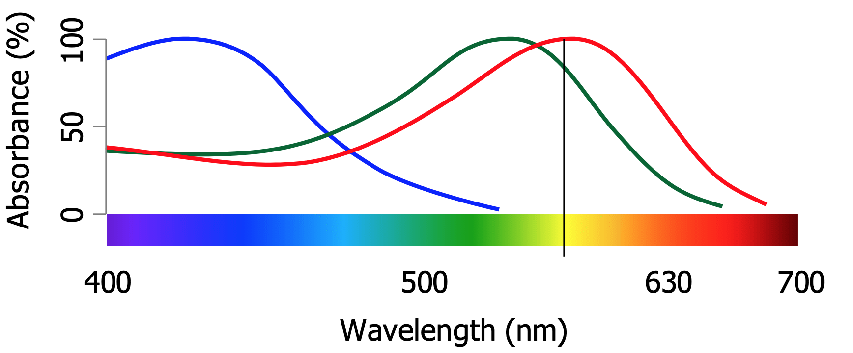 <p>Which wavelength is the blue cone most sensitive to, based on this image?</p>