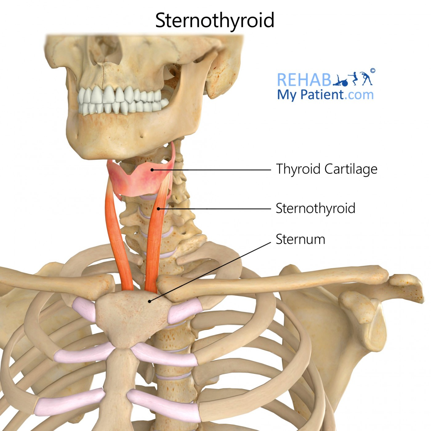 <p>O: Manubrium and 1st costal cartilage </p><p>I: Thyroid cartilage of larynx</p><p>A: Depresses hyoid and larynx  </p>