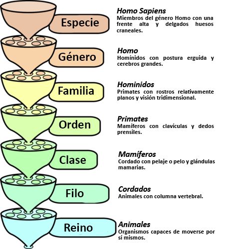 <p>Superreino: Prokaryota y Eukaryota<br>Reino: (Animalia, Plantae, Fungi, Archaea, Bacteria, chromista y Protozoa)<br>Phylum: Chordata <br>Clase:<br>Orden: <br>   Suborden<br>   Infraorden<br>   Parvorden<br>Superfamilia<br>  Familia<br>  Subfamilia<br>Tribu<br>   Subtribu<br>Género<br>Especie<br></p>