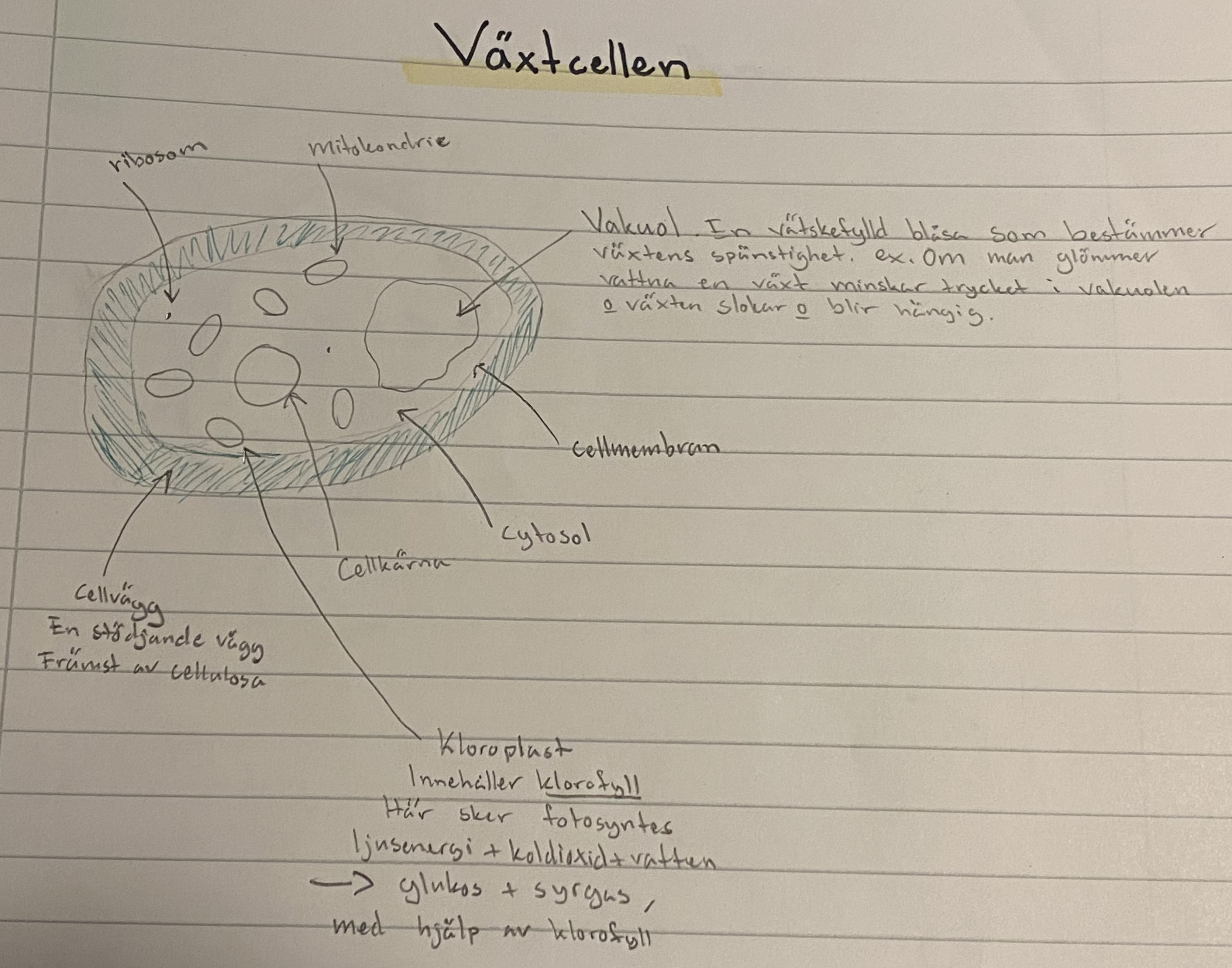 knowt flashcard image