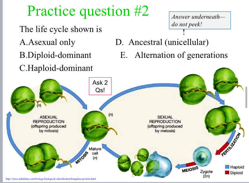 <p>Practice Question (Plant Life Cycle) - The life cycle show is </p>