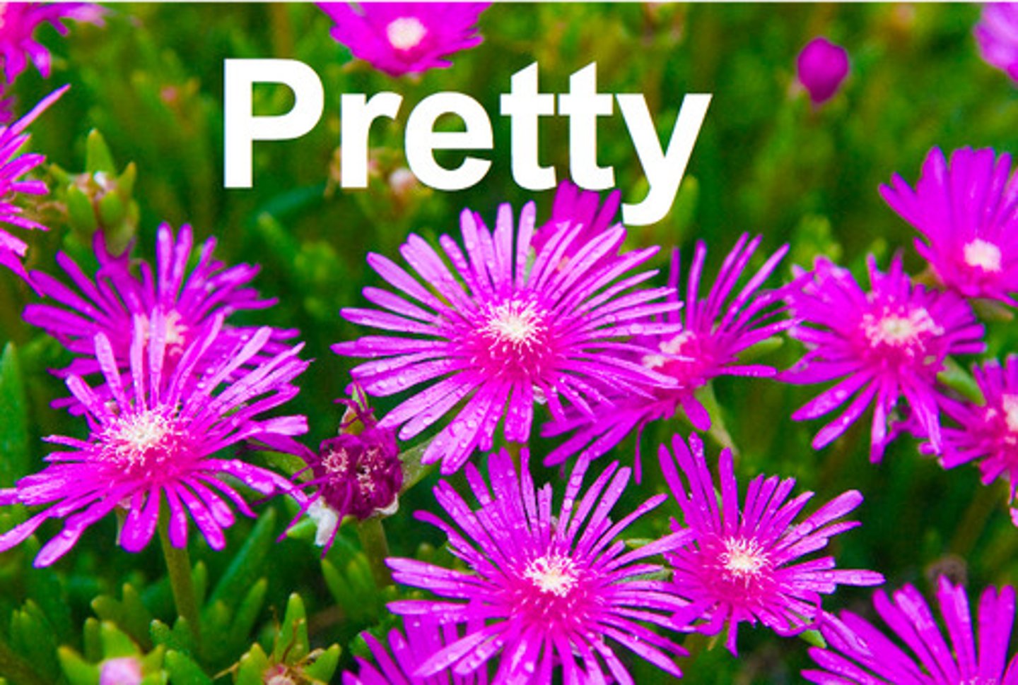 <p>Pretty</p>