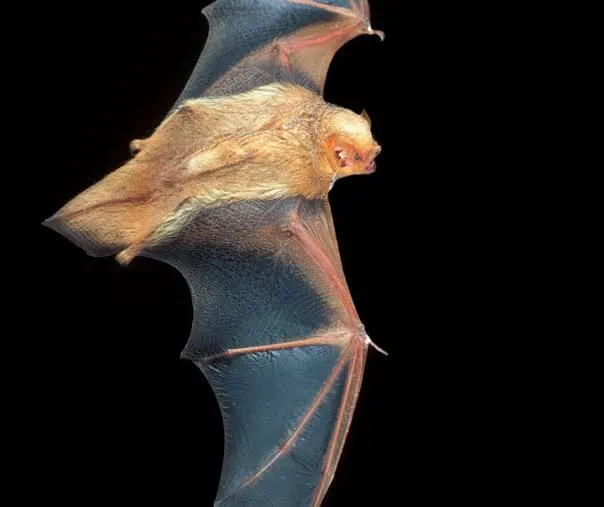 <p>7 - 15g, Sparse lower third of uropatagium dorsal hair, with generally less white frosting and sexual dimorphism. General Forearm 36 - 46mm.</p>