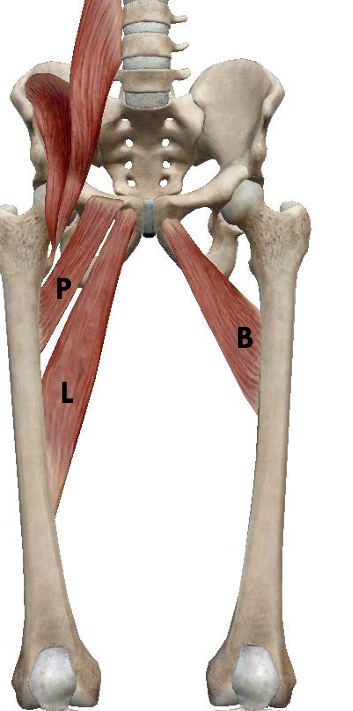 <p>Name B; origin/insertion</p>
