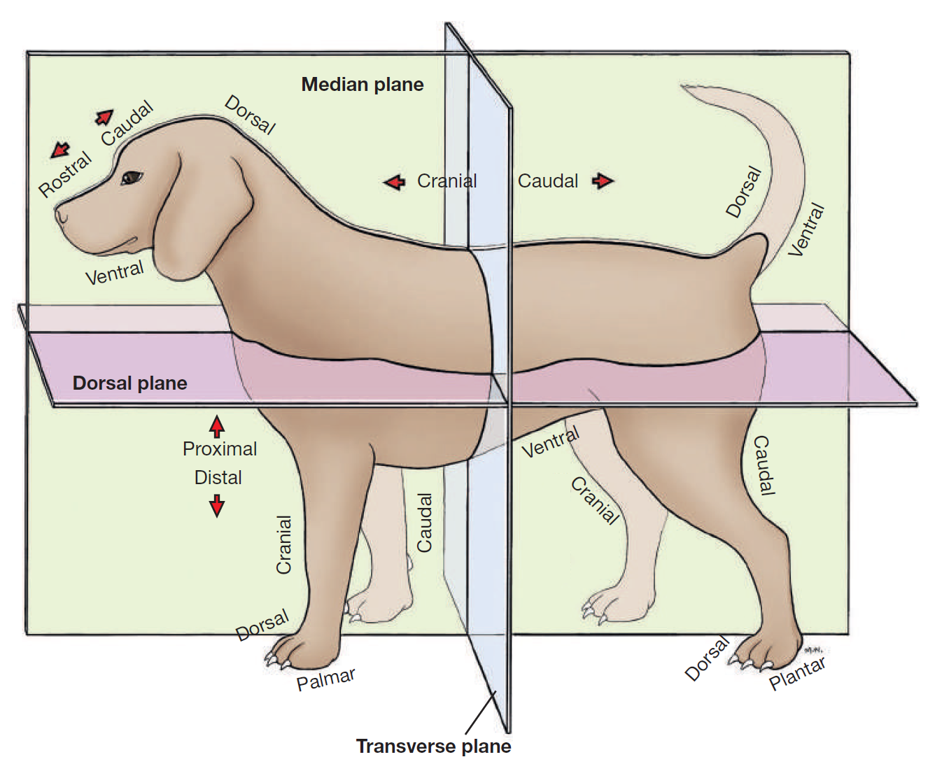 <p>toward/near supporting surface of head/neck/thorax/tail</p><p>NEVER USE FOR LIMBS</p><p>opposite dorsal</p>