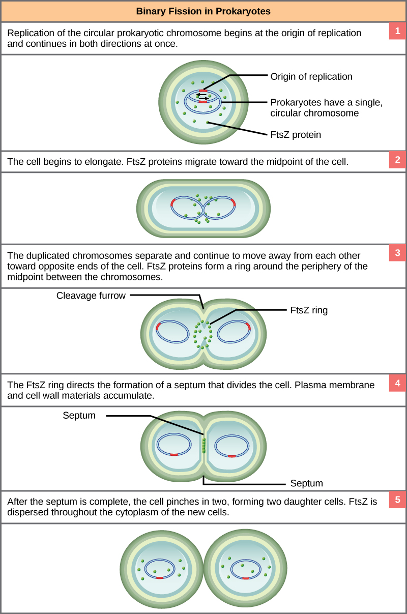 <p><span>double stranded DNA</span></p><p><span>single round chromosome</span></p><p><span>replicate through binary fission</span></p>