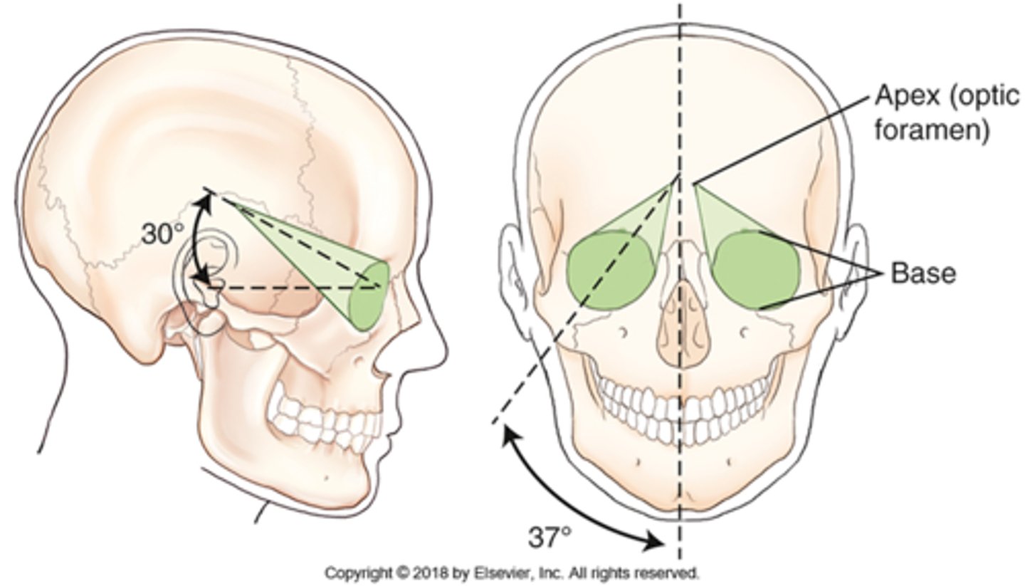 <p>A) apex</p><p>pg. 398: each orbit is cone-shaped ... the rim of the orbit, which corresponds to the outer circular portion of the cone is called the base. The posterior portion of the cone, the apex, corresponds to the optic foramen, through which the optic nerve passes.</p>