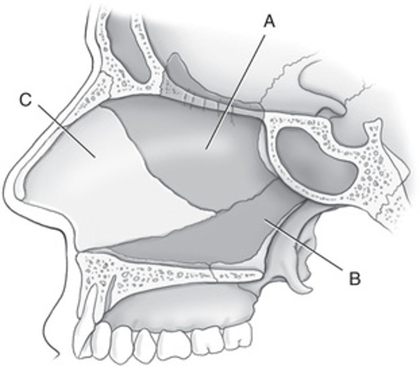 <p>A. Perpendicular plate of ethmoid</p><p>B. Vomer</p><p>C. Septal cartilage</p>