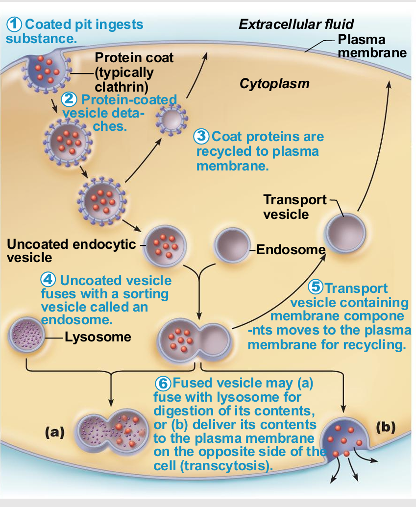 <ul><li><p>Involve formation of protein-coated vesicles</p></li><li><p>Often receptor mediated, therefore very selective</p></li><li><p>Some pathogens also hijack for transport into cell</p></li><li><p>Once vesicle is inside cell it may</p><ul><li><p>Fuse with lysosome</p></li><li><p>Undergo transcytosis</p></li></ul></li></ul><p></p>