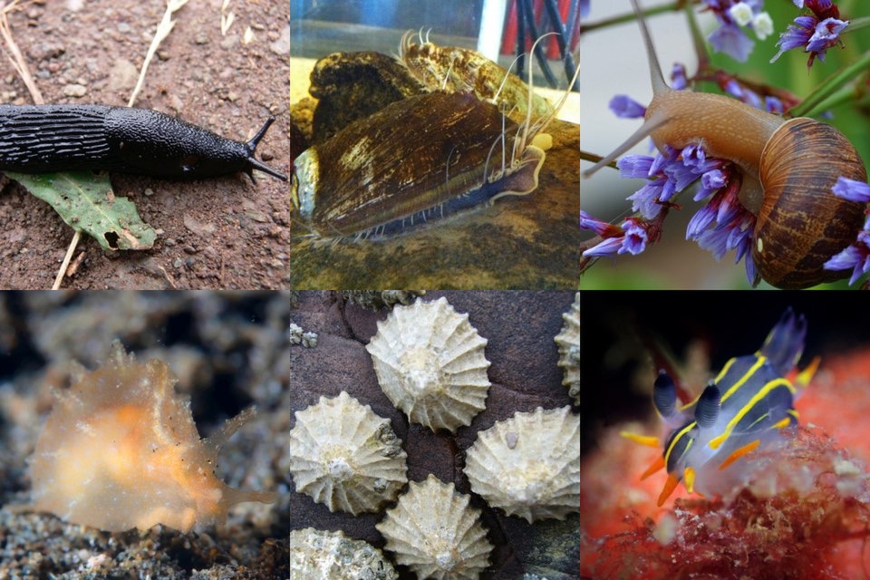 <p>Which phylum and class do these organisms belong to?</p>
