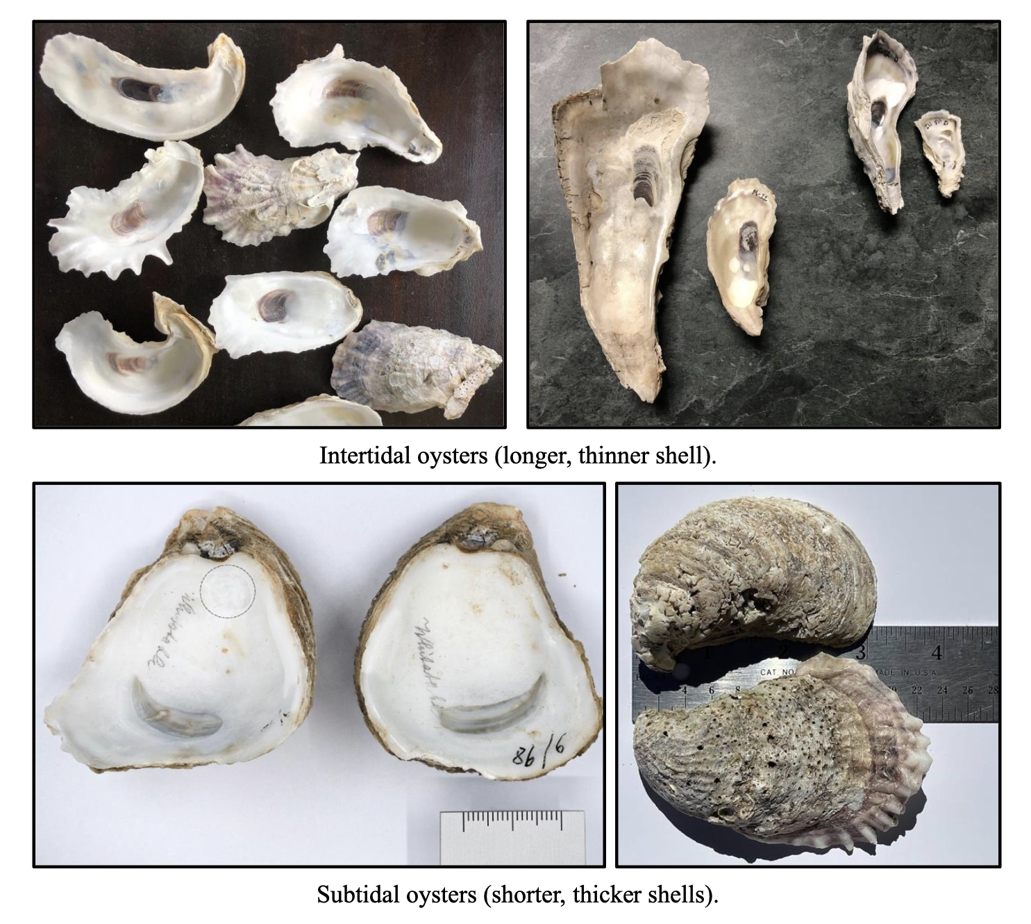 <p>Eastern Oyster</p>
