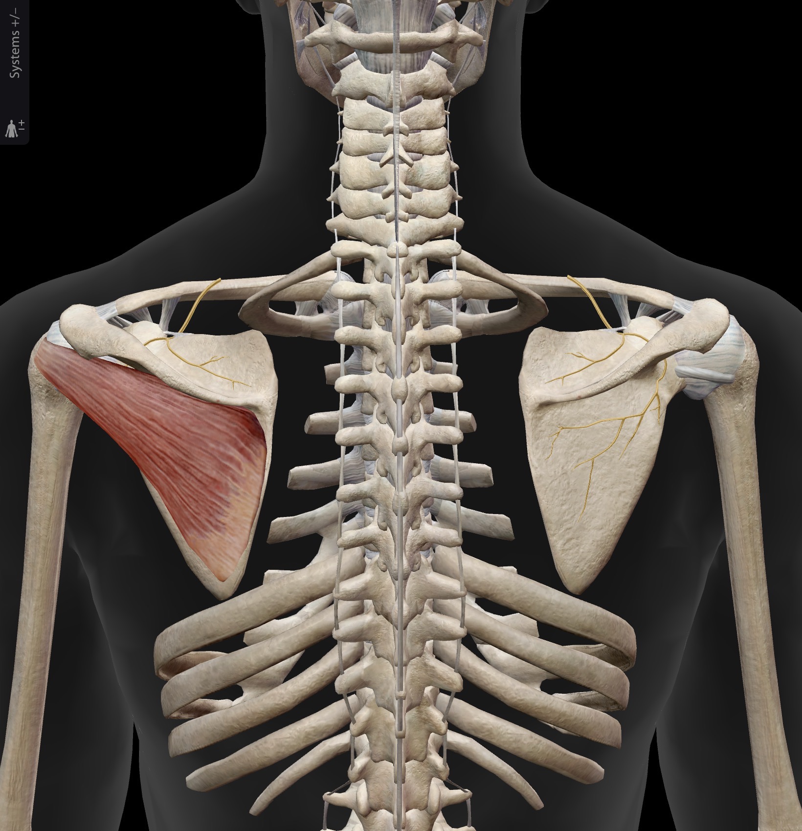 <p>Infraspinatus</p><p>O: Infraspinous fossa</p><p>I: greater tubercle of humerus. Posterior to insertion of Supraspinatus.</p><p>A: External rotation of the humerus. Also, like all rotator cuff muscles, helps stabilize the humeral head in the glenoid fossa</p><p>IN: suprascapular nerve (C5, C6)</p>