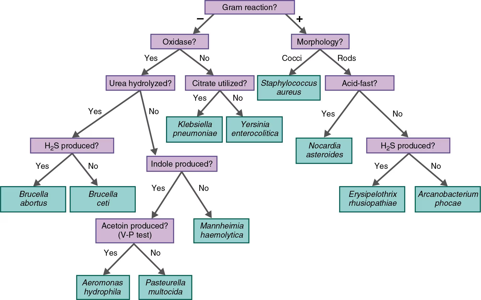 <p><strong>NAME IT</strong> Use the key in the Clinical Focus box to identify the gram-negative, oxidase-positive rod causing pneumonia in a sea otter. It is <span>H2S-positive</span>, indole-negative, and urease-positive.</p>