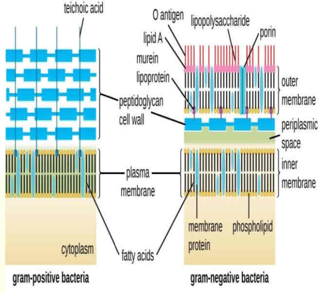 <ul><li><p><span>Bacteria (Prokaryotes) were the </span><span style="color: yellow">earliest life form on earth</span><span> (about 1 billion years)</span></p></li><li><p><span>The most widely studied </span><span style="color: yellow">prokaryotic cell is that of a bacterial cell</span></p></li><li><p><span style="color: yellow">Cell wall:</span><span> Gram (-) and Gram (+) bacteria</span></p></li><li><p><span style="color: yellow">Genetic materials: </span><span>Bacterial genome and Plasmids</span></p></li></ul><p><span style="color: blue">Prokaryotic cells are the earliest cell kapareho niya ung Last Common Universal Ancestors (LUCA) in terms if its structural comparison, pero yung behaviour niya hindi kapareho its because of the of the harsh environment of the early days of the Earth, no oxygen, only nitrogen gases etc. compared with the bacteria that we know now thrived to the same enviroment that we are thriving aswell, some of the, are fully dependent in the presence of oxygen.</span></p><p style="text-align: start"><span style="color: blue">They are considered as most widely studied because they are small, they can easily reproduce, in jst 24 hours, one cell can multiply into 1k cells or more, and genetic materials can easily be extracted. By that the most widely studied bacterial cell is the "E. Coli". Size or a Prokaryotic Cell is "0.5 to 1 micro meters".</span></p><p style="text-align: start"><span style="color: blue">Now, aside form having a cell membrane, meron pa siyang extra cell membrane layer called as a "Cell Wall", cell wall is present in all Prokaryotic Cell, even your Archea has a cell wall, in your Eukaryotic cells only Plants and Fungi have a Cell wall.</span></p><p style="text-align: start"><span style="color: blue">Whats the significance of cell wall in identifying your bacterial cell, we use this in classifying your bacteria into two main groups, a "Gram Positive" and a "Gram Negative", based on their ability to respond to a staining procedure invented in 1884. Which is called a "Gram staining technique"</span></p><p style="text-align: start"><span style="color: red">Diagram</span></p><p style="text-align: start"><span style="color: blue">This is a comparison between the structure of a gram positive bacteria and a gram negative bacteria, now to simplify that there are different things to consider for you to differentiate these two membranes or cell wall, but we look at the important biochemical component your "Peptidoglycan" or that is also reffered to as the "Urine Layer"</span></p><p style="text-align: start"><span style="color: blue">You look at the peptidoglycan in gram positive bacteria the color blue, vs the petidoglycan on the negative one, what do you observe? Thick yung sa gram positive than the gram negative. One of the tool to differentiate a gram positive to a gram negative bateria based on your cell wall is that gram positive has a thick Peptidoglycan Layer, whereas a gram negative bacteria has a thin Peptidoglycan Layer.</span></p>