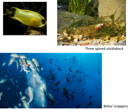 <p>Internal or external fertilization with<br>egg laying; yolk provided<br>(lecithotrophy)<br>Skate cases<br>Nests<br>Broadcast spawners<br>Depositors<br>Brooders</p>