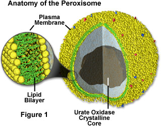 <p>single-membrane-bound, eukaryotic organelles that act as metabolic centers for breaking down fatty acids and toxic compounds, notably hydrogen peroxide</p>