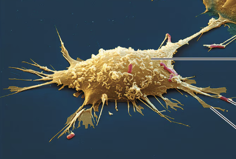 <p>what type of connective tissue cell is seen in this image?</p>