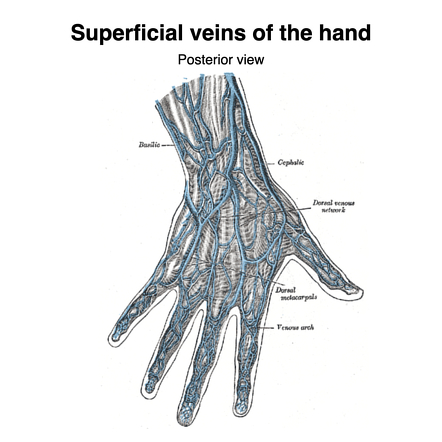 <p>formed by the union of the common palmar digital veins and drains into the median ante brachial vein; shunts blood to the dorsal venous network via intercapitular veins; accompanied y superficial palmar artery/arch; referred to as a venous arch occasionally&nbsp;</p>