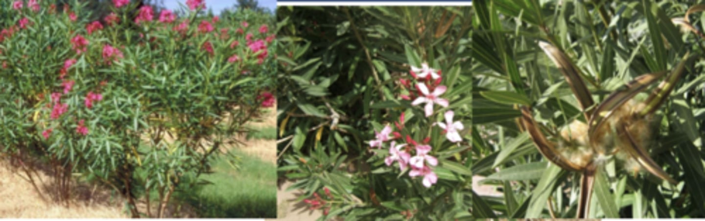 <p>what plant family? what is it? what toxin does it produce?</p>