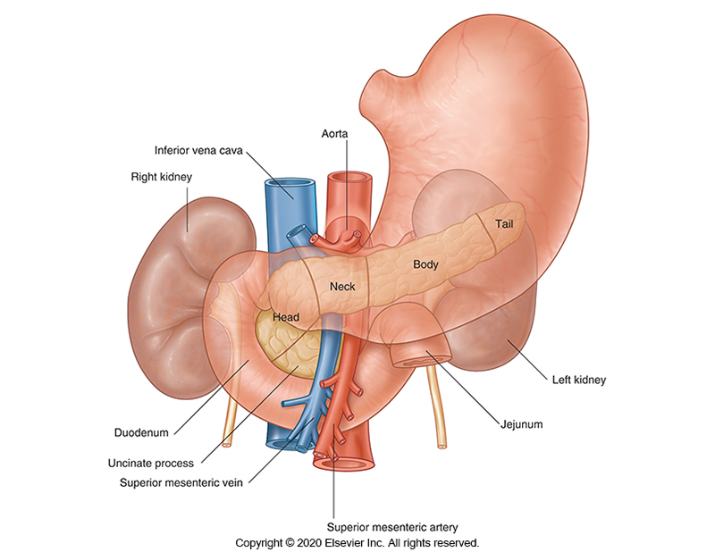 <ul><li><p>Uncinate process</p></li><li><p>Head</p></li><li><p>Neck</p></li><li><p>Body</p></li><li><p>Tail</p></li></ul><p></p>