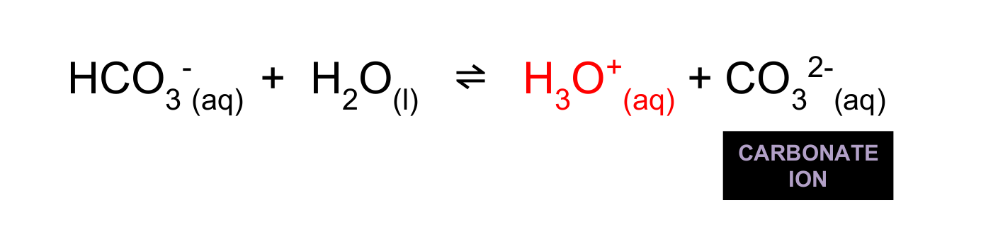 <p>Hydrogencarbonate ion ionise into more hydronium ions and carbonate (important for the development of shells.)</p>