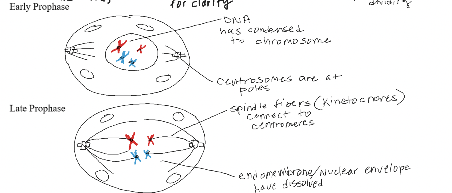 Chromatin condenses into chromosomes (early prophase) and becomes moveable (late prophase). The centrosomes are at opposite poles of the cell (early). The spindle fibers connect to the centromeres and the nuclear envelope dissolves (late). 