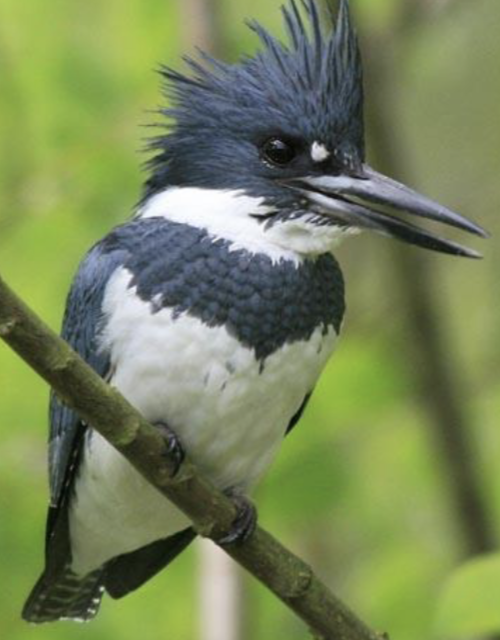 <p>what is this bird </p>