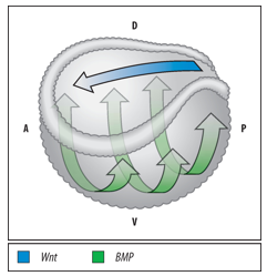 <p>The Spemann-Mangold Organizer generates two crucial signaling gradients: </p><ol><li><p><strong><u>A Dorsal-Ventral gradient of BMP signaling activity throughout the embryo:</u></strong> BMP activity is lowest in the neural plate and dorsal axial mesoderm (dorsal region) due to high BMP antagonist activity from the Organizer. </p></li><li><p><strong><u>An Anterior-Posterior gradient of Wnt signaling activity in the developing neural plate:</u></strong> Wnt activity is lowest in the anterior neural plate (future forebrain) due to high Wnt antagonist activity from the early Organizer, and increases towards the posterior. </p><p></p></li></ol><p>These two gradients simultaneously drive A-P and D-V axis formation.</p>