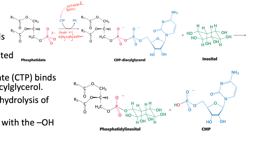 <p><strong>Phosphatide (PA)  —&gt; Phospholipids. </strong></p>