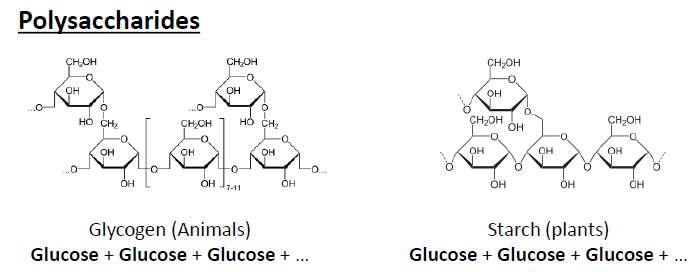 <p>Starch (plants), Glycogen (Animals).</p>