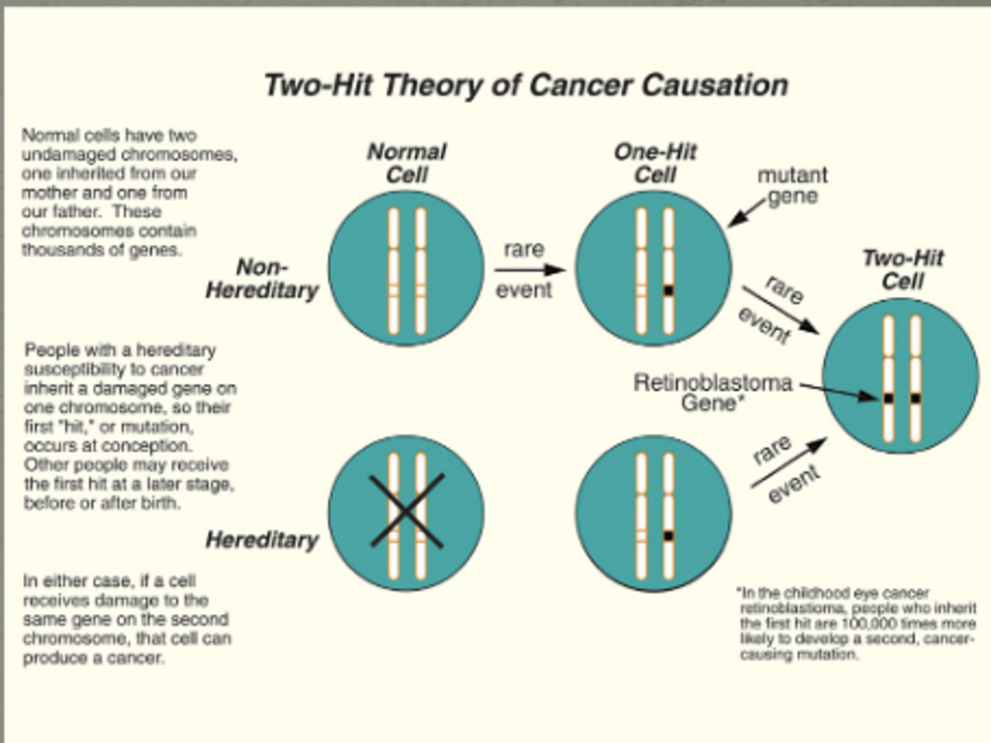 <p>Knudson's Two-Hit Hypothesis</p>