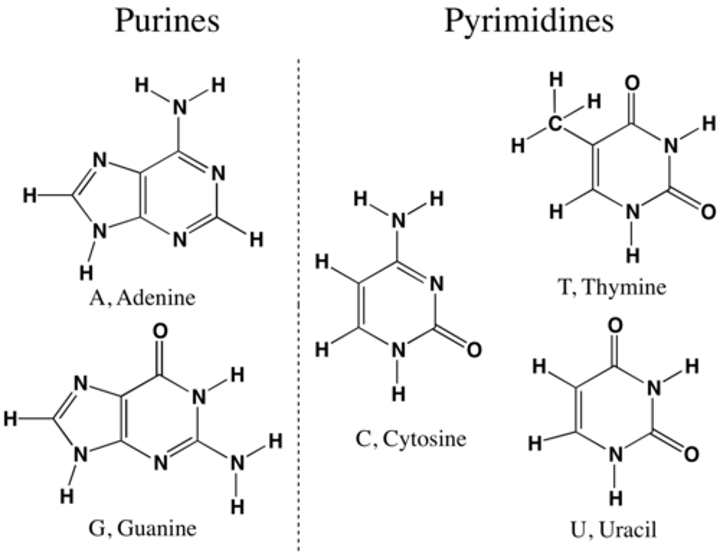 <p>Adenine and Guanine</p>