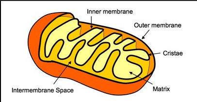 Cristae, mitochondrial matrix, inner membrane space, inner membrane, outer membrane.