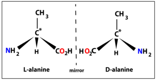 <ul><li><p>The amino (-NH2) substituents is the “main” one </p></li><li><p>When its on the left = L configuration</p></li><li><p>When on the right = D configuration</p></li><li><p>Other 3 are: H, CH3 and CO2H</p></li></ul><p></p>