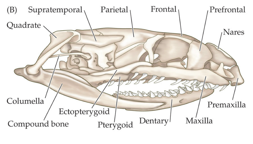 less bones than the lizard skull