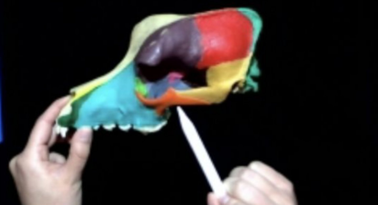 knowt flashcard image