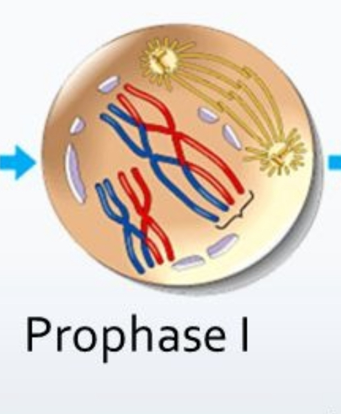 <ul><li><p>Chromosomes pair up, each pair are homologous</p></li><li><p>Spindle microtubules grow from poles</p></li></ul><p></p>
