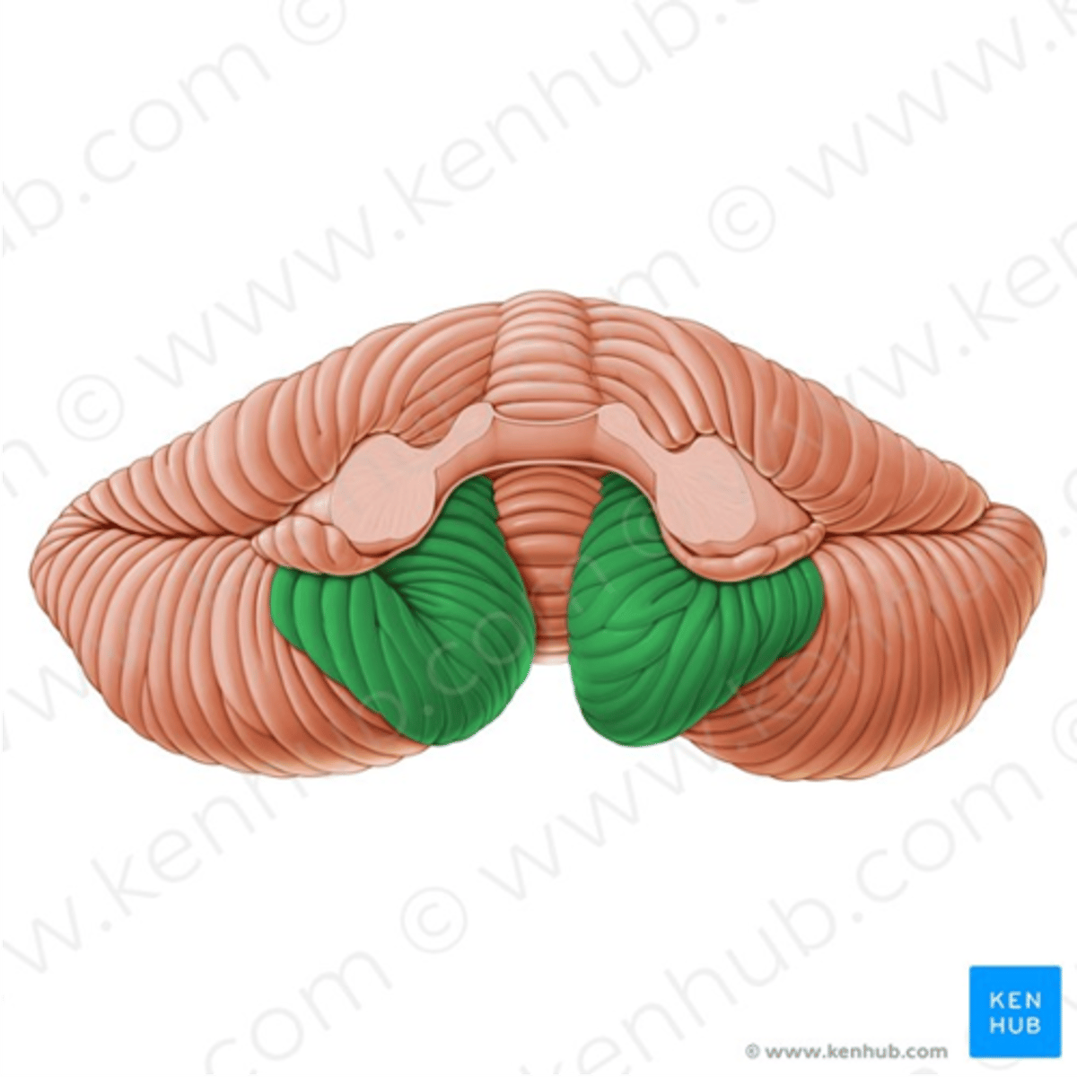 <p>What are these green areas of the cerebellum called?</p>