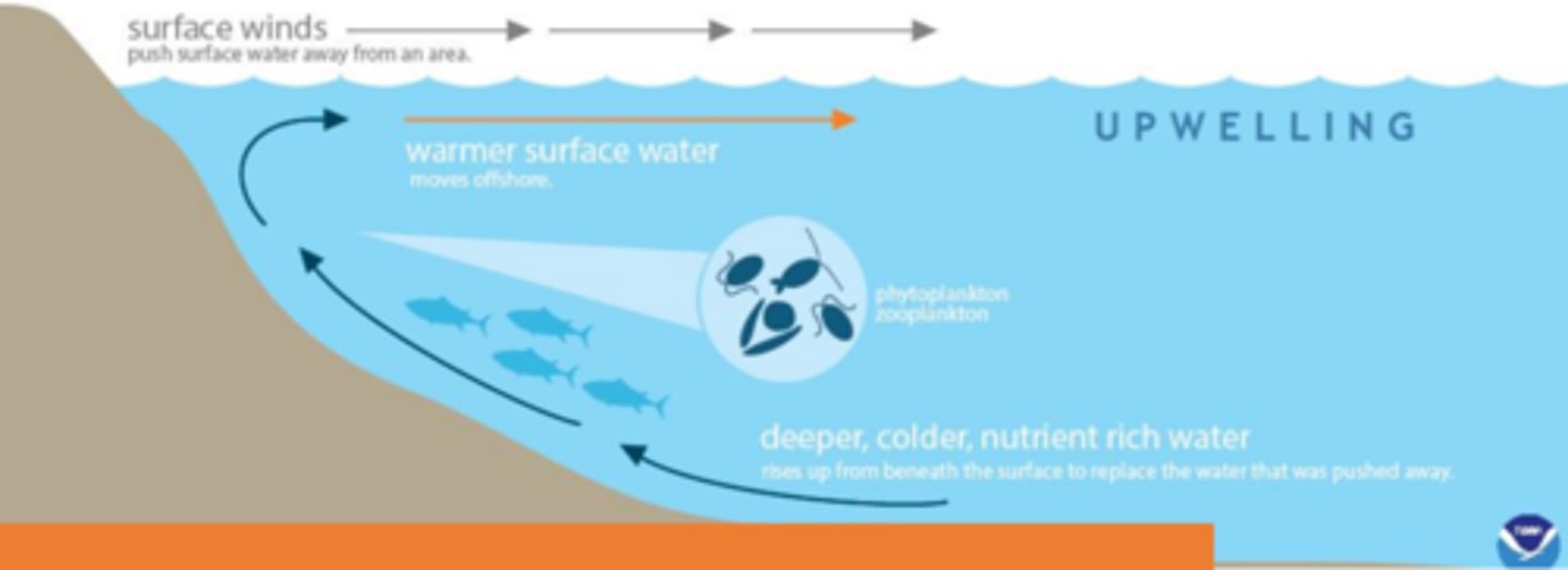 <p>upward movement of ocean water causes mixing, bringing cool and nutrient-rich water from the surface of the ocean to the surface, the warm water supports large population of phytoplankton, zooplankton, fish, fish-eating seabirds</p>